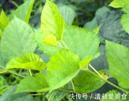 桑叶茶|桑叶能够降低血糖吗?分别听听中医和西医给出的回答!