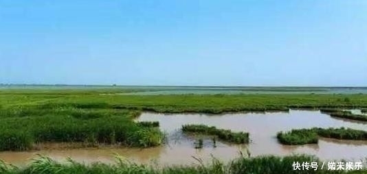 野菜|五月宁可不吃肉,也要给孩子吃这种野菜,钙含量是牛奶的好几倍