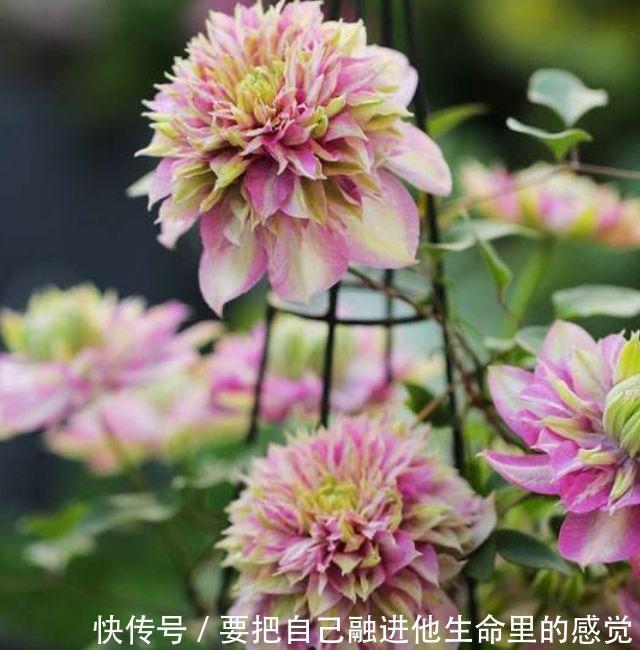 开花最香的4种花,家里养一盆,好养又漂亮,一开就是300多天!