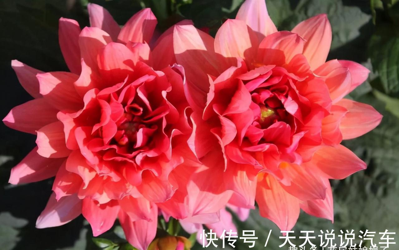 11种花不能被雨淋，就算秋冬季节也不行，再不往回搬，后悔就晚了