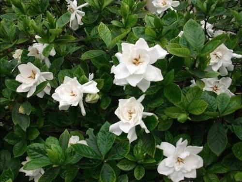 院子里养5种“浓香型花”，开花时满园飘香沁人心脾