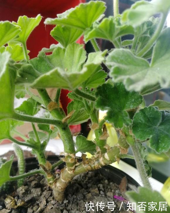 浇死|夏天养花,4种植物容易“浇死”,进入休眠期,浇水能少则少