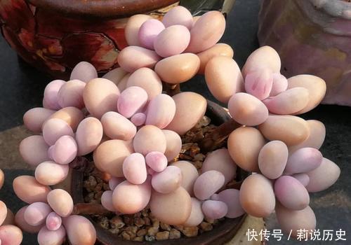 盘点10款水灵圆润的多肉植物，每一款都萌化人心，值得拥有！