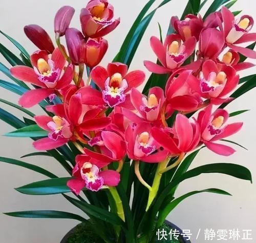 香味|这款兰花太勤快,开花一茬接一茬,花大、色艳、香味浓