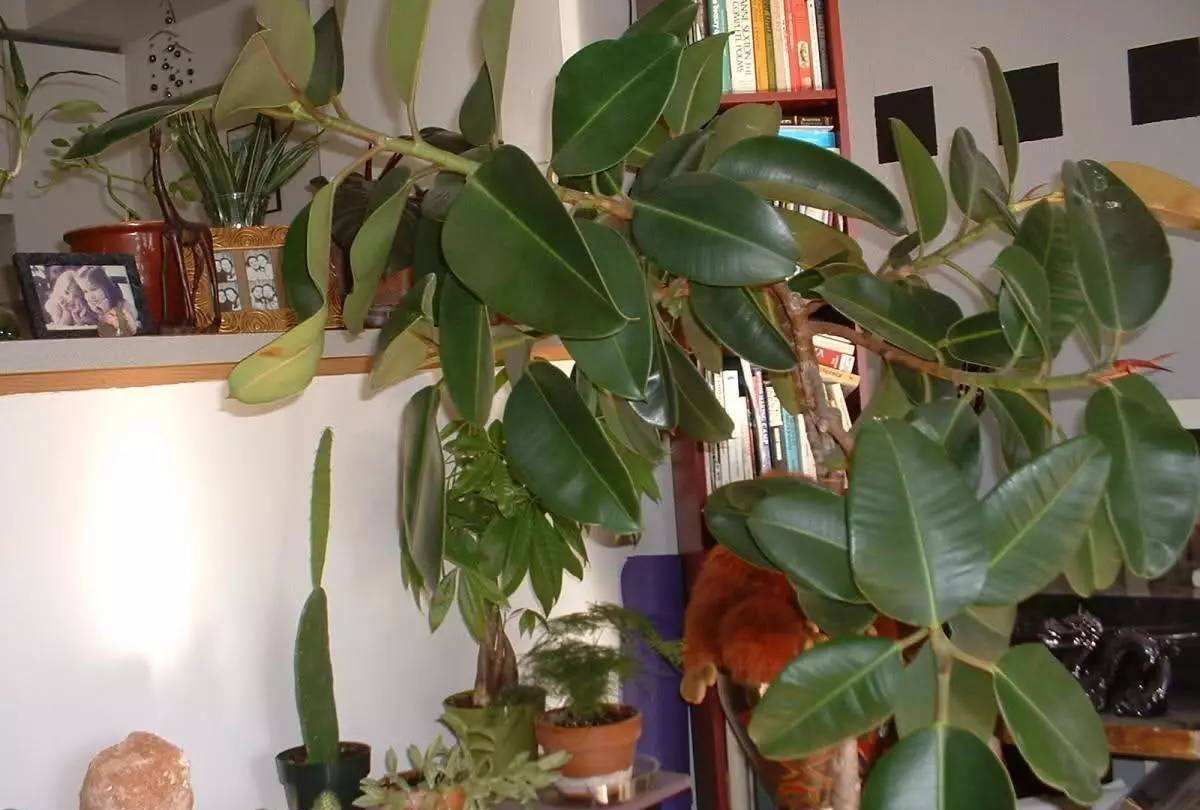 5种“养不死”的花,遇到土就能活,养死它的,建议别养花了!