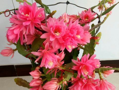 1种花,花大色艳胜牡丹,盛夏开爆盆,一开就是上百朵,能开100天