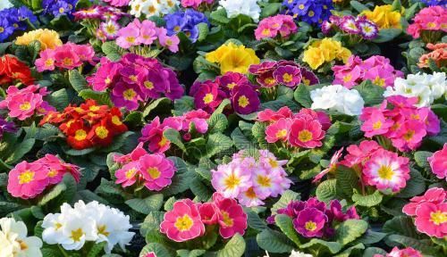 3种漂亮花，好养又好看，一盆变多盆，新手也会养