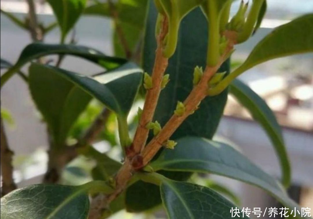 桂花|8月桂花正长花苞，给它用上1种肥，开花多，香味更浓