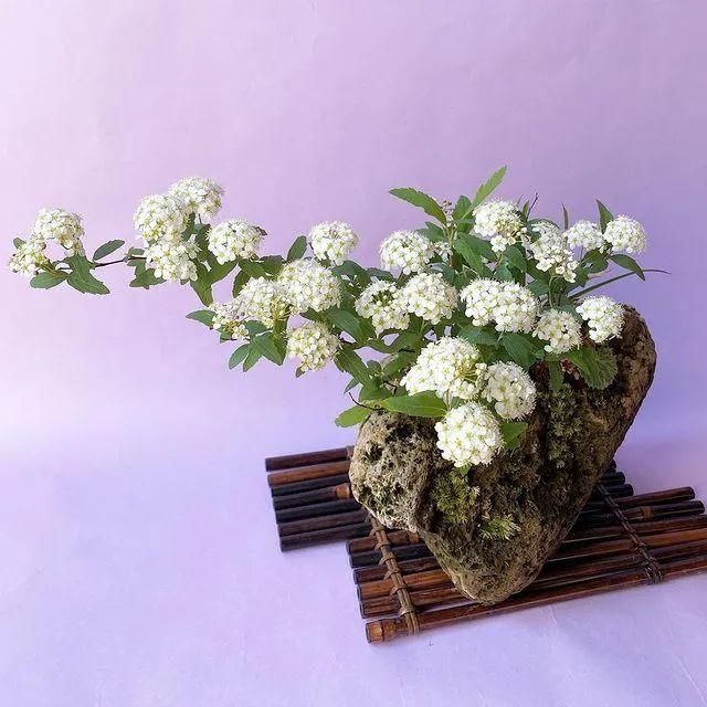 山野草，也高雅！