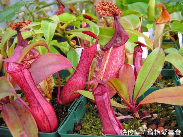 蚊子害怕这“5种花”,夏天养1盆,蚊虫躲的远,安心睡觉