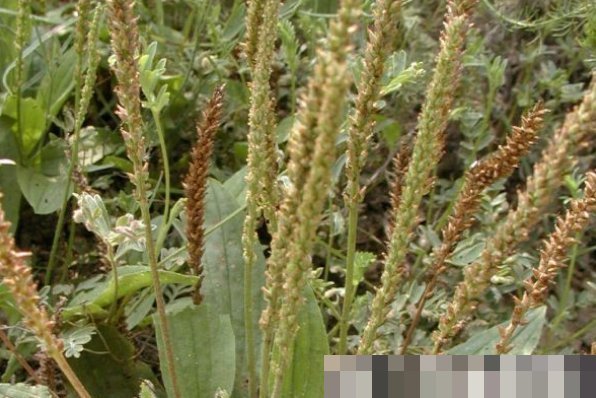 鼠麴草|以下四种天然的“止咳药”,漫山遍野都是,农村的人很爱吃