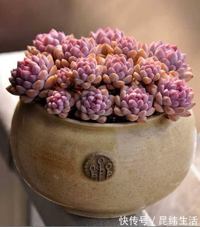 药片|养多肉只知道“少浇水多晒太阳”早不行了,还得这样做