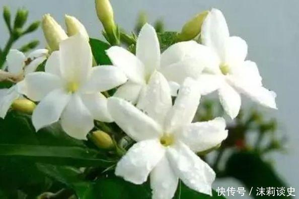 夏天养花，不妨养这四款花，一年四季花开不停，开花量大