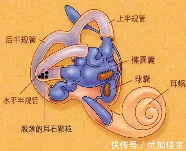 前庭|孩子聪明与否,还要看前庭好不好