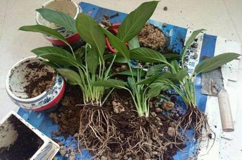 花卉|4种土，宁可扔了也别养花，不然累死也养不好！