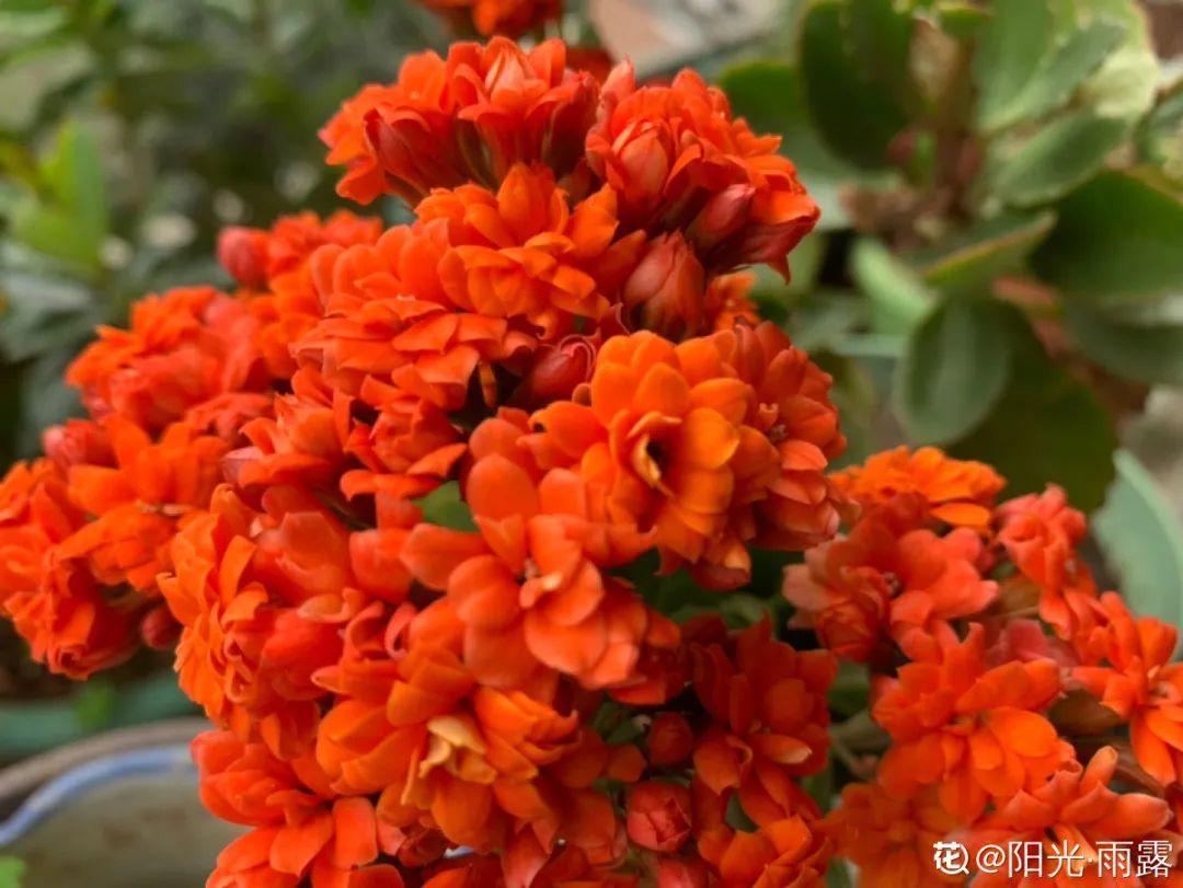 1米8的长寿老桩,狠心砍光了,半月重新长一堆!