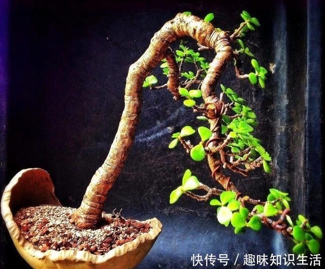 弹子|养这2种花,还能挣钱,放那不用管,养得好卖上万,挺划算!