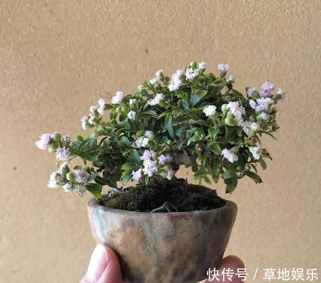 迷你的盆景艺术，小树开花