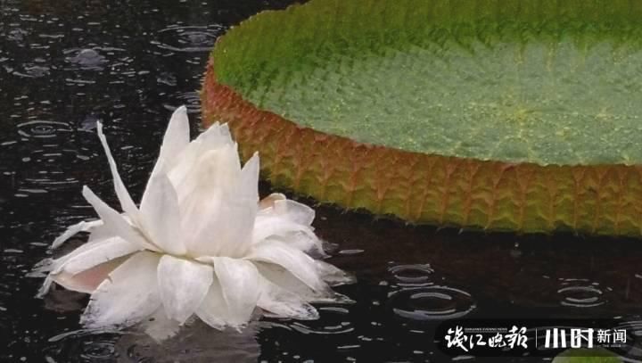 三潭印月|美炸了!三潭印月睡莲中的“大姐大”王莲,开了今年的第一朵花