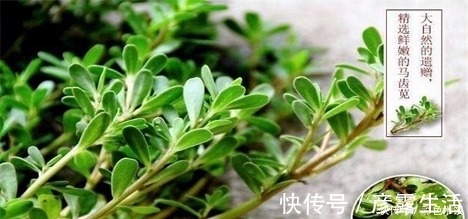 疮疡肿毒|3种野菜清肝明目效果好，营养价值高，天然解毒，让身体减负担！