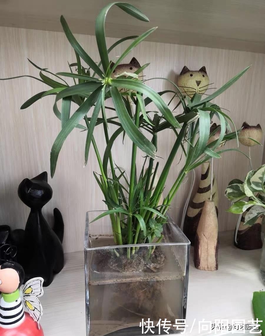 这种草很好养，名叫风车草，适合造景，只要有水，它就死不了