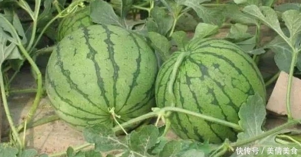 西瓜也有公母之分,母瓜好吃,老瓜农教你挑西瓜