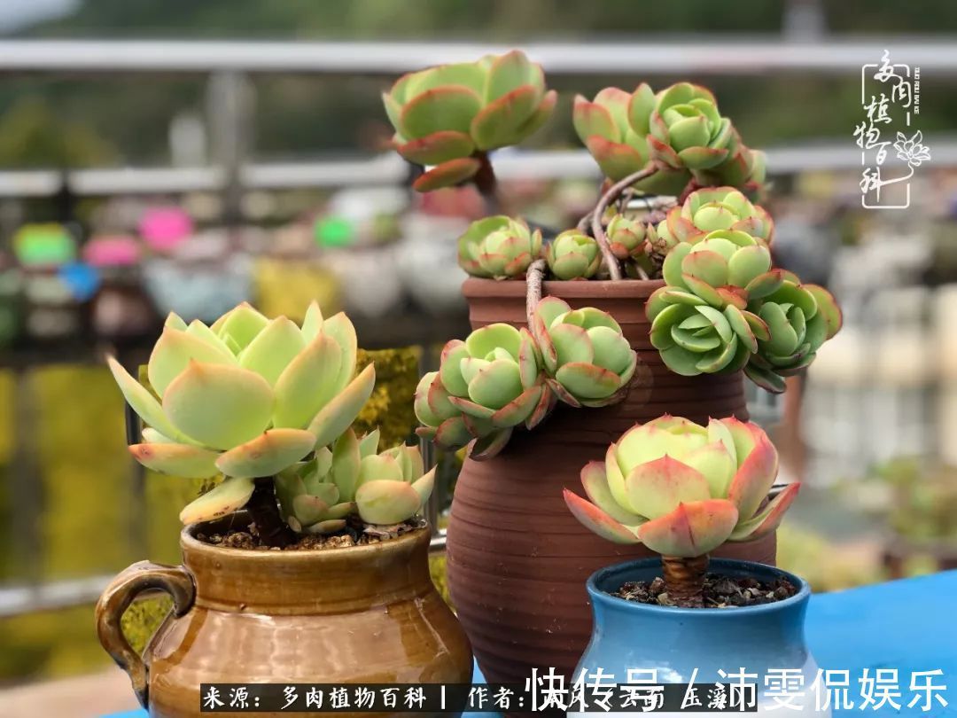 深秋里,种多肉、赏多肉、会肉友,马不停蹄快乐多!