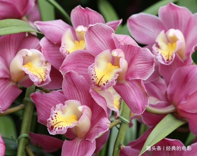 阿典|此花植株挺拔典雅豪华，色彩鲜艳异彩纷呈，是一种祥和的好兆头