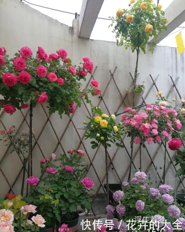 3种花养在小盆里,2年变老桩,茎干粗壮开花香,1次能开50朵