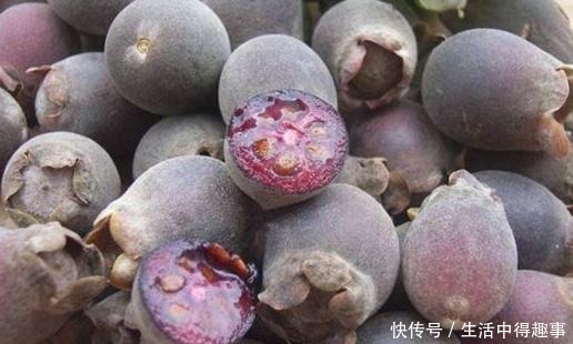这4种农村野果,正在渐渐消失,全吃过的人没多少,你吃过几种
