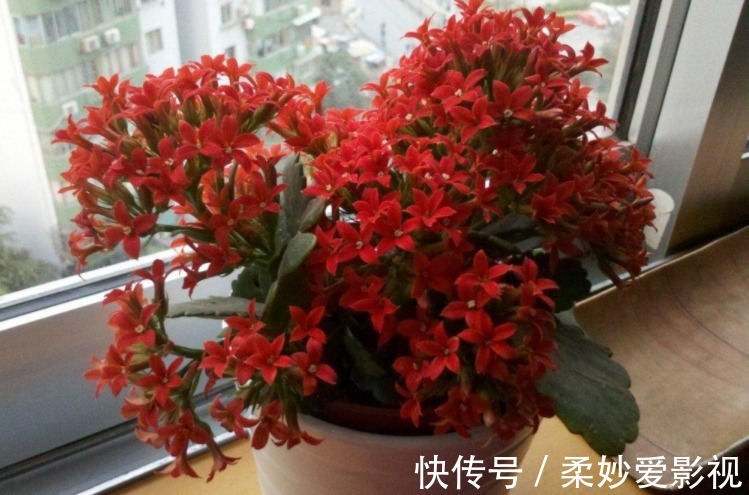 植物|养花养这3款,楼房阳台盆栽,微微看顾就能花开不断,惹人爱