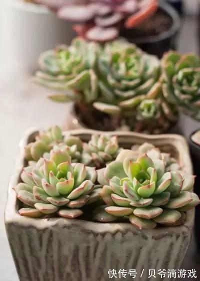 水和光多少是适量,50种常见多肉植物度夏攻略