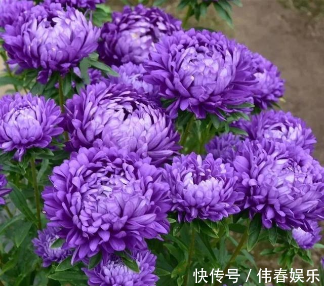 夏天|养花技巧夏天最好养的花,一开花就成球,爆满整个小阳台