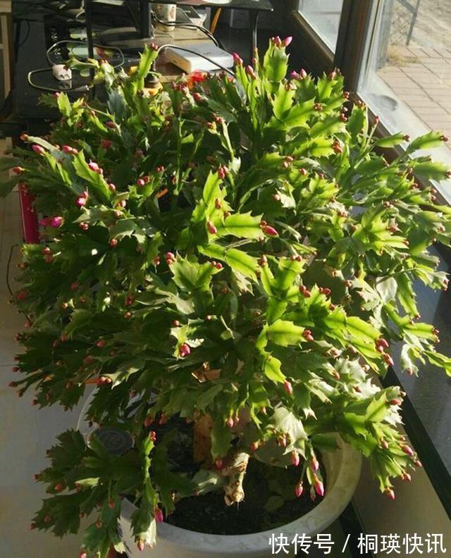 秋季养“蟹爪兰”，10天浇1碗肥水，开花多3倍，花朵大、花色艳