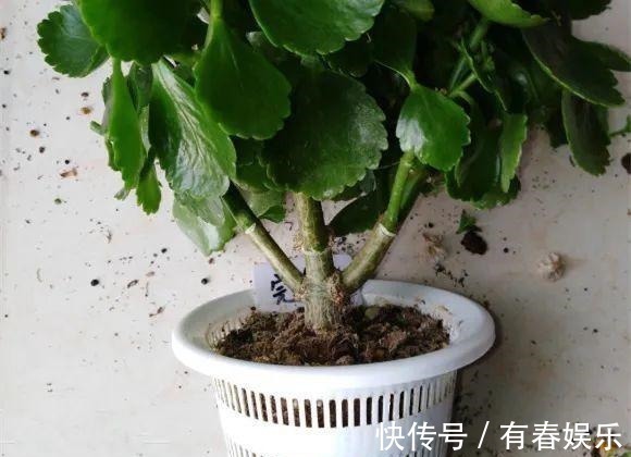 玛格丽特|现在养花要重剪,剃光头,撸光叶,越狠越爆盆