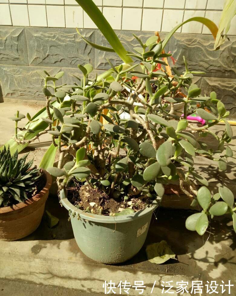 玉树太难看？干脆利落剪几刀，玉树临风的老桩子，能活几十年