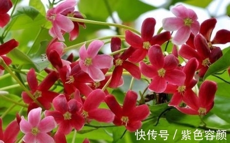 仙客来|养花总是养不活,这些花不仅易养活,开花漂亮,比月季还要美