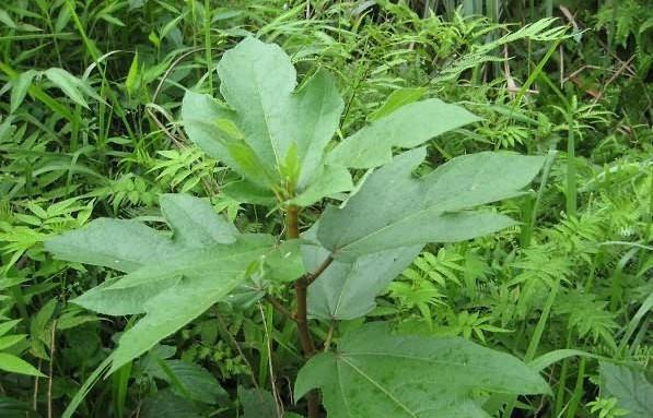 这种植物叶子似手掌,果实如毛桃,根茎煮汤喝能止咳,目前很珍贵