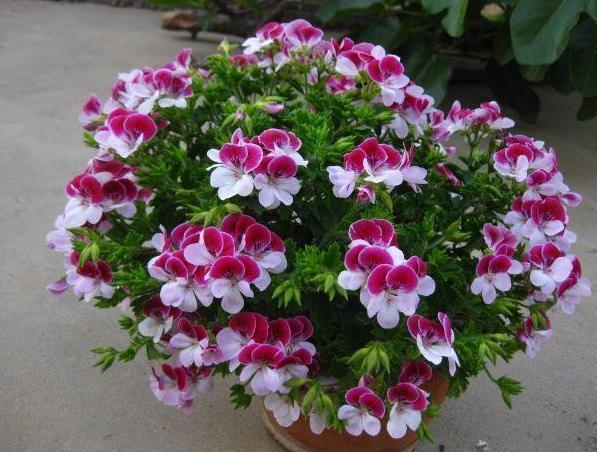 养花草别空有一番热情,学会这些小妙招,盆栽植物才能少出问题