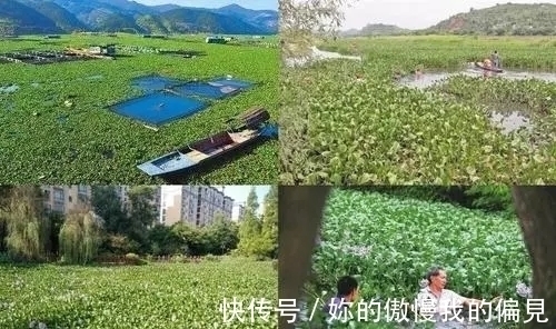作为观赏植物引入的水葫芦,一度泛滥成灾,现在为何变得少见了?