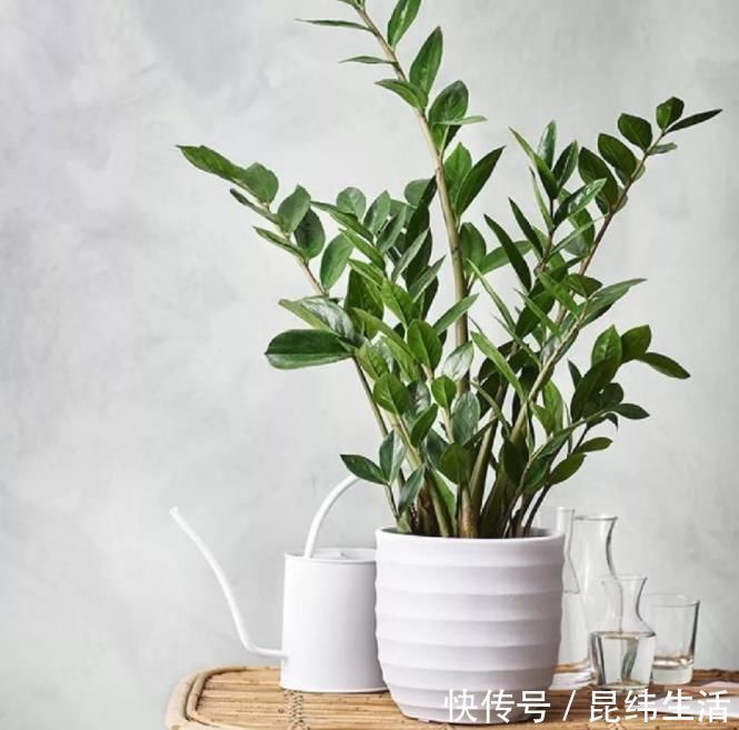 光照不好的地方，养这3种花，一样长得好