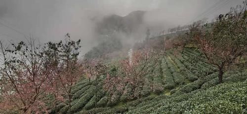 冬日樱花浪漫的无量山，竟然就是天龙八部中的神秘之境