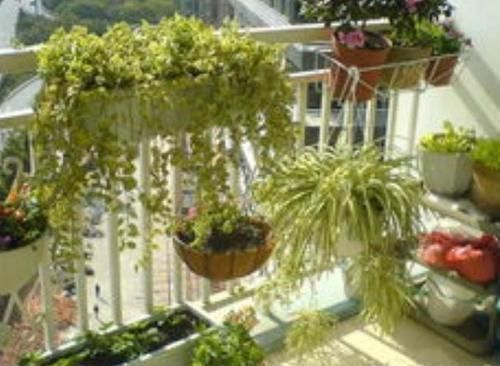 家里面的盆栽这样处理,不仅节省空间,家里面也好看了不少!