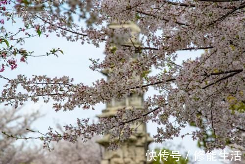 樱花|白塔公园的樱花很好看，可惜这几天白塔却不适合拍照，为什么呢？