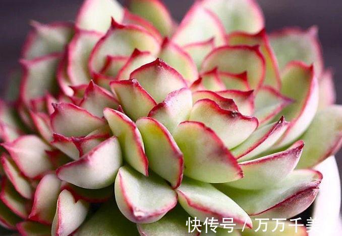 多肉养不好的原因之一，多数的分不清夏型种和冬型种多
