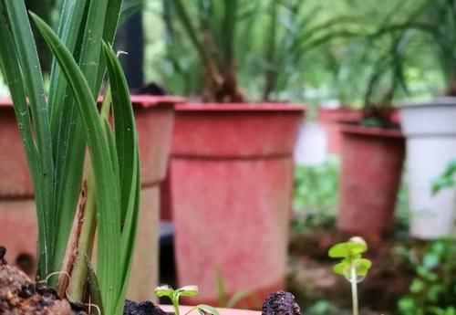 春分到，兰花施肥很重要，简单3步就能让兰花冒新芽