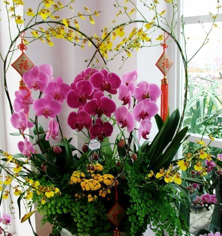 招财又旺运的几种花,花姿妖娆,花开香飘溢满屋,阳台变温馨花园