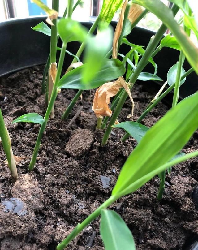 时间就能|一个芋头芽,埋在花盆里,10天长成大盆景,比龟背竹还漂亮