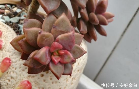 露养2年的姬胧月，不露养不知道，露养后才知道姬胧月可以这么美！