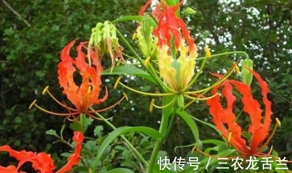 治疗痛风|治疗痛风的“特效药”，长在农村没人要，城里根本看不到